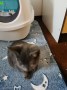 Katze Kitten 2